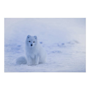 IJsland Arctic Fox Poster