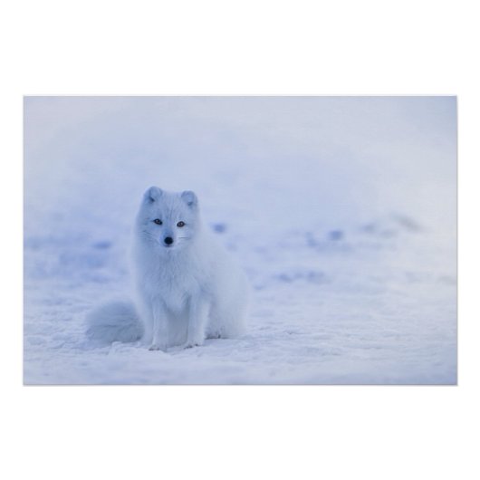 IJsland Arctic Fox Poster (Voorkant)