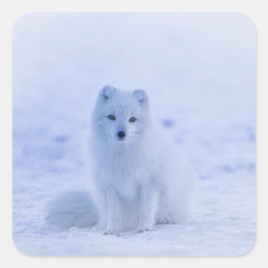 IJsland Arctic Fox Vierkante Sticker (Voorkant)