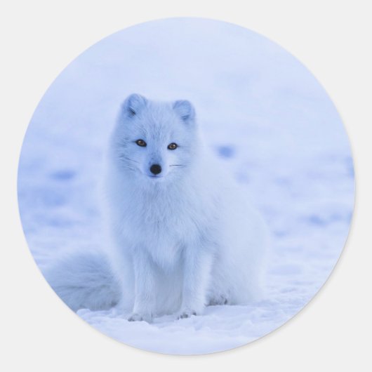 IJsland - Arctic Fox, wit op witte foto Ronde Sticker (Voorkant)