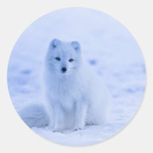 IJsland - Arctic Fox, wit op witte foto Ronde Sticker