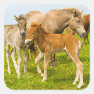 IJsland. Dyrholaey. IJslandse paardenveulens Vierkante Sticker