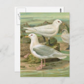 IJsland en Ivory Gull  vogelillustratie Briefkaart (Voorkant / Achterkant)