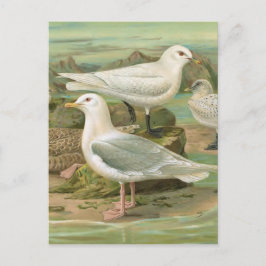 IJsland en Ivory Gull  vogelillustratie Briefkaart