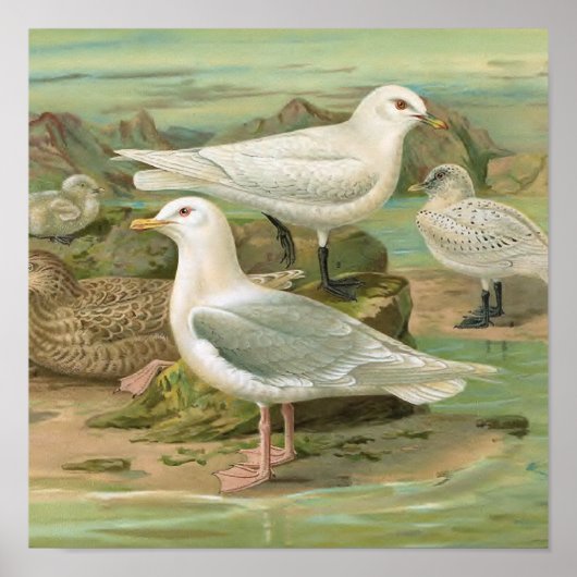 IJsland en Ivory Gull vogelillustratie Poster (Voorkant)