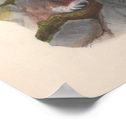 IJsland Falcon Bird Poster (Hoek)