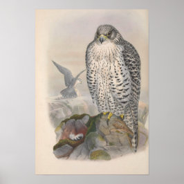  IJsland Falcon Bird Poster