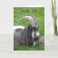 IJsland Goat bedankt je kaart