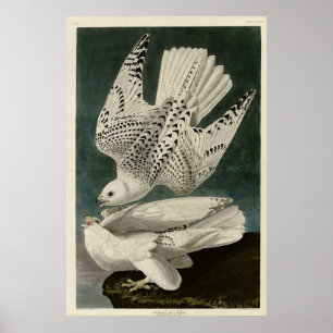 IJsland, Jer Falcon, uit Audubon Birds of America Poster