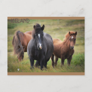 IJsland - paarden Briefkaart