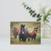 IJsland - paarden Briefkaart (Staand voorkant)