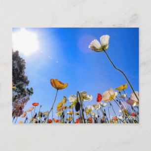 IJsland papaver [Briefkaart] ポ ス カ ド ト Briefkaart