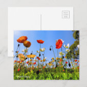 IJsland papaver [Briefkaart] Briefkaart (Voorkant / Achterkant)