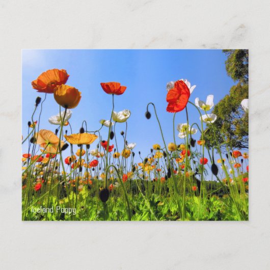 IJsland papaver [Briefkaart] Briefkaart (Voorkant)