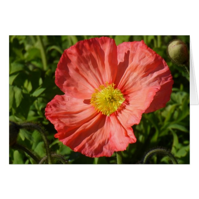 IJsland Poppy (Voorkant Horizontaal)