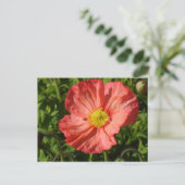 IJsland Poppy Briefkaart (Staand voorkant)
