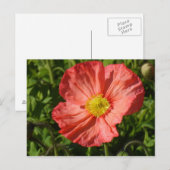 IJsland Poppy Briefkaart (Voorkant / Achterkant)