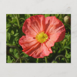 IJsland Poppy Briefkaart