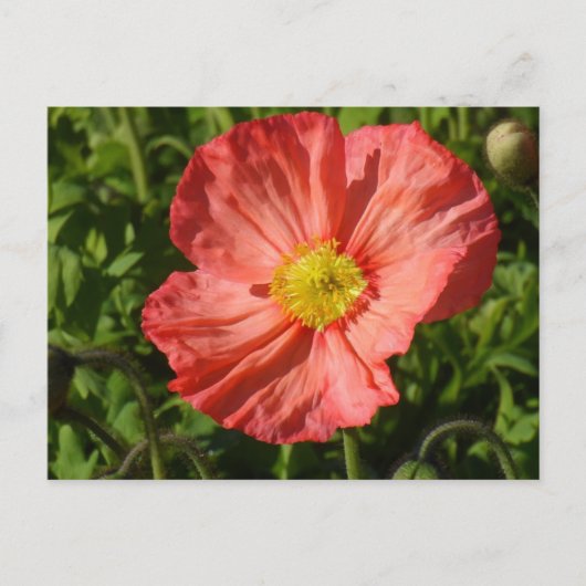 IJsland Poppy Briefkaart (Voorkant)