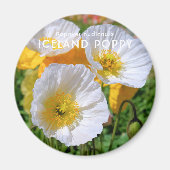 IJsland Poppy Magneet (Voorkant)