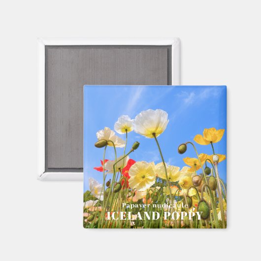 IJsland Poppy Magneet (Voorkant / Achterkant)