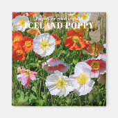 IJsland Poppy Magneet (Voorkant)