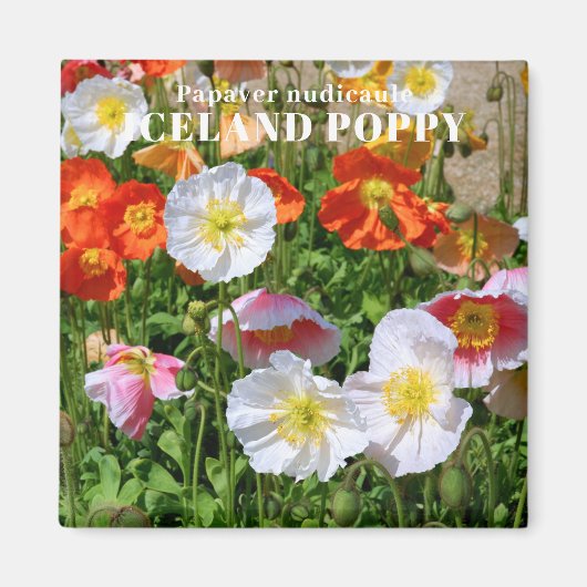 IJsland Poppy Magneet (Voorkant)