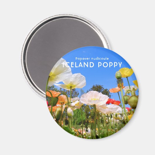 IJsland Poppy Magneet (Voorkant / Achterkant)