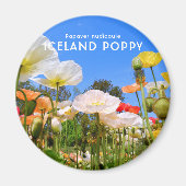IJsland Poppy Magneet (Voorkant)