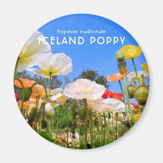 IJsland Poppy Magneet (Voorkant)