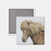IJsland. Portret van een IJslands paard. Magneet (Voorkant / Achterkant)