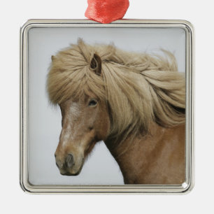 IJsland. Portret van een IJslands paard. Metalen Ornament