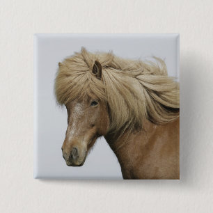 IJsland. Portret van een IJslands paard. Vierkante Button 5,1 Cm
