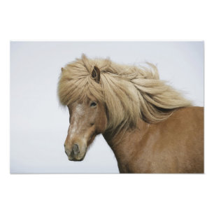 IJsland. Portret van een IJslandse paard. Foto Afdruk