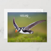 IJsland Puffin Briefkaart (Voorkant / Achterkant)