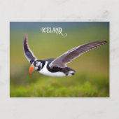 IJsland Puffin Briefkaart (Voorkant)