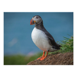 IJSLAND PUFFIN PHOTO FOTO AFDRUK
