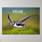 IJsland Puffin Poster (Voorkant)