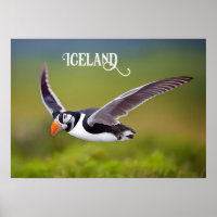 IJsland Puffin