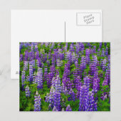 IJsland. Vik i Myrdal. Lupineveld Briefkaart (Voorkant / Achterkant)