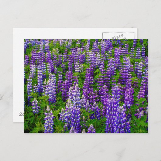 IJsland. Vik i Myrdal. Lupineveld Briefkaart (Voorkant / Achterkant)