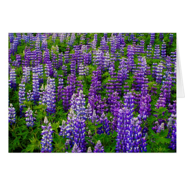 IJsland. Vik i Myrdal. Veld met Lupinen (Voorkant Horizontaal)