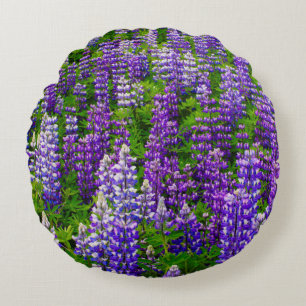 IJsland. Vik i Myrdal. Veld met Lupinen Rond Kussen
