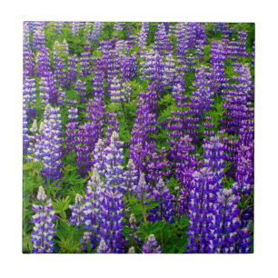 IJsland. Vik i Myrdal. Veld met Lupinen Tegeltje
