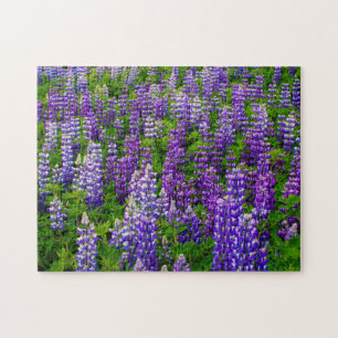 IJsland. Vik i Myrdal. Veld met Lupines Legpuzzel