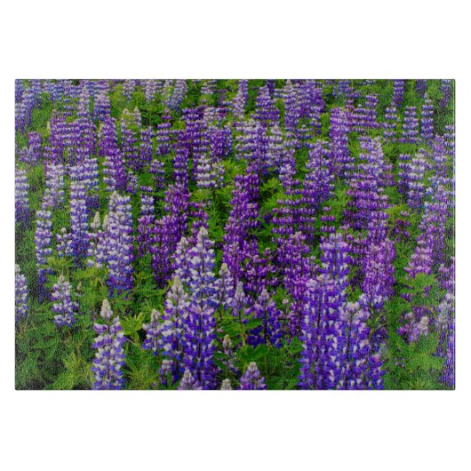 IJsland. Vik i Myrdal. Veld van Lupinen Snijplank (Voorkant)