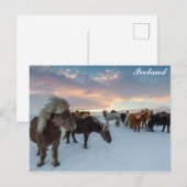 IJsland Wilde Paarden Reisfoto Briefkaart (Voorkant / Achterkant)