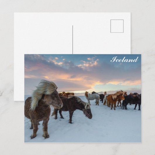 IJsland Wilde Paarden Reisfoto Briefkaart (Voorkant / Achterkant)