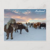 IJsland Wilde Paarden Reisfoto Briefkaart (Voorkant)
