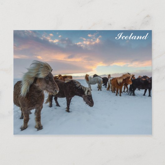 IJsland Wilde Paarden Reisfoto Briefkaart (Voorkant)
